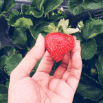 A hand picking a strawberry off a strawberry bush